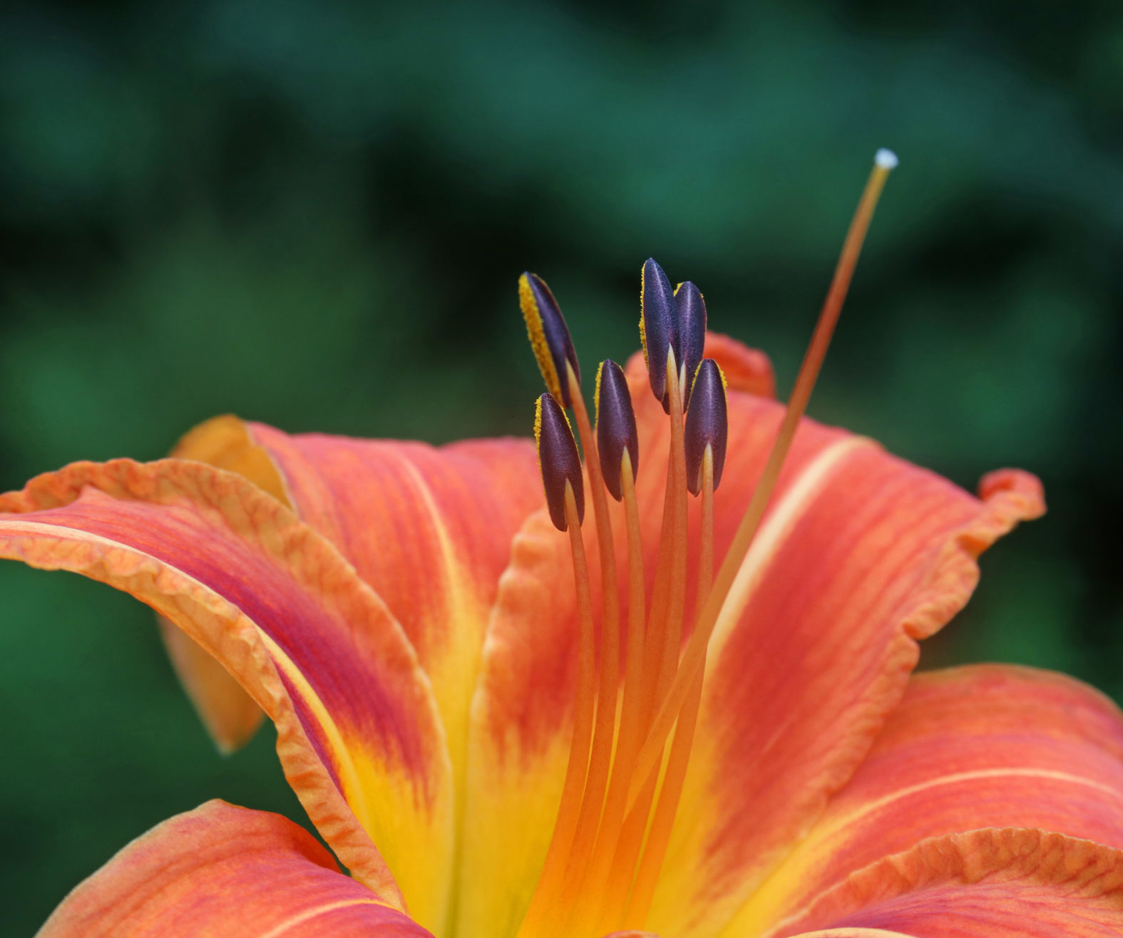 Day-lily anthers
